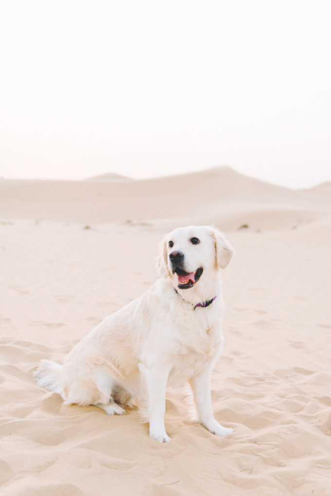 Desert Shoot by JVR Photography in Dubai - Couple shoot with a dog
