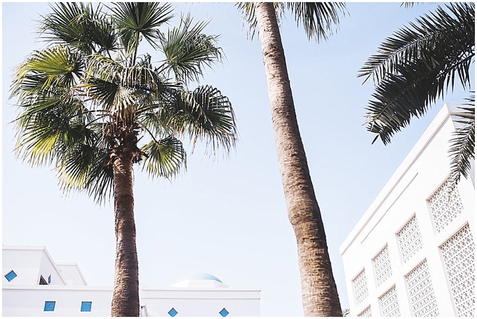 Palm trees in Dubai 